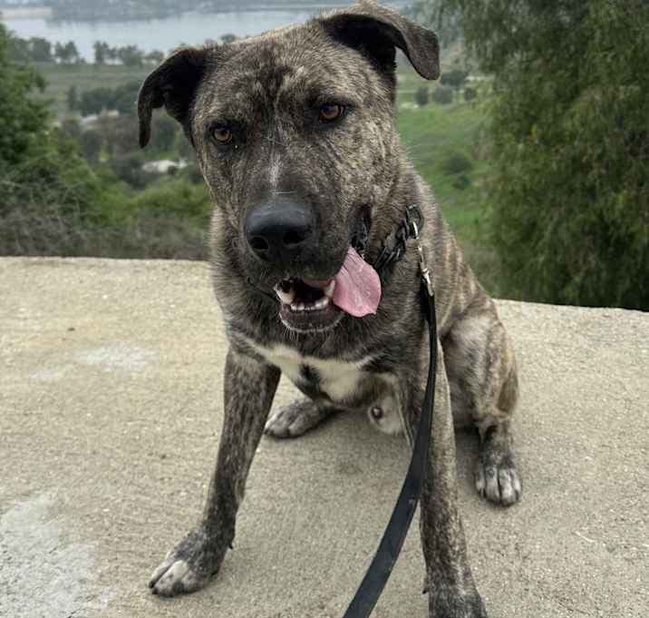 Photo of Chevy