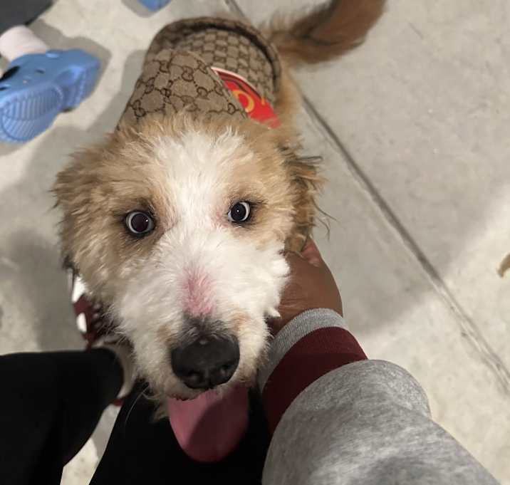 Photo of Milo