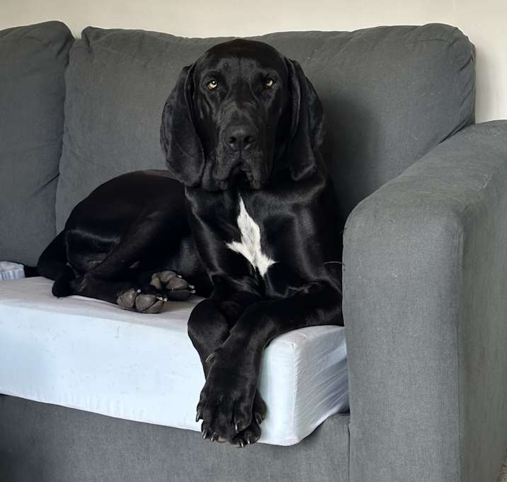 Photo of Bo