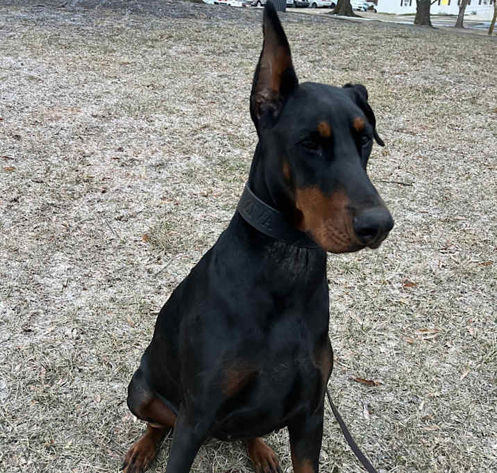 Photo of Ziva