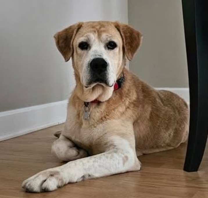 Photo of Dug