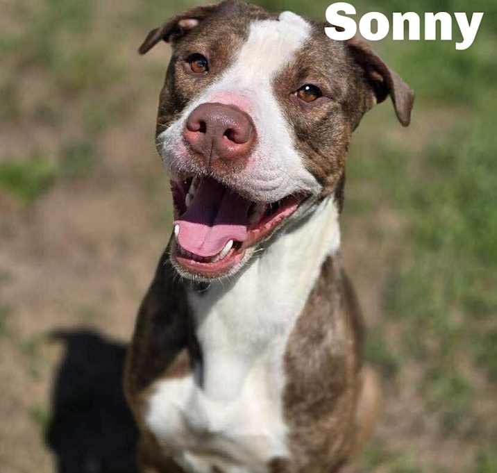Photo of Sonny 250671