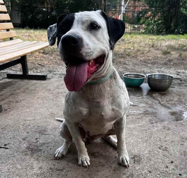 Photo of Luna