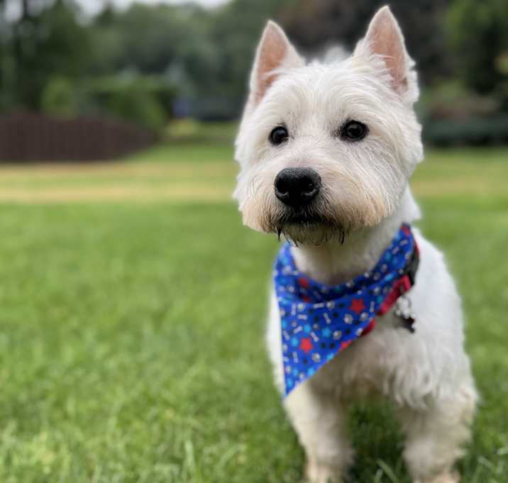 Photo of Watson