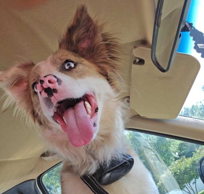 Photo of Ginger