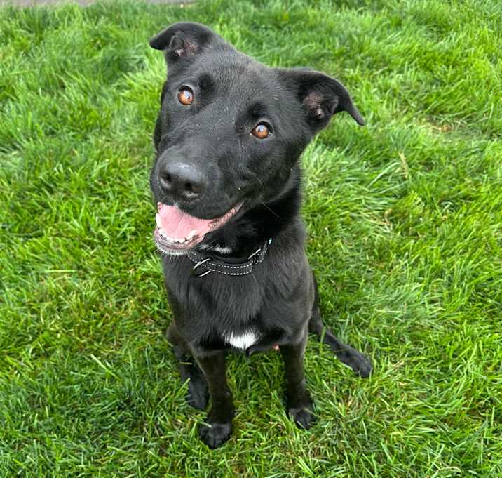 Photo of Barkley