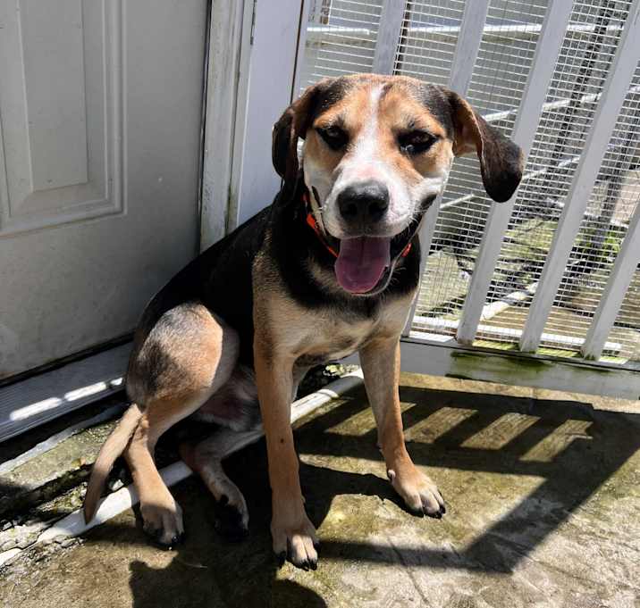 Photo of Roscoe