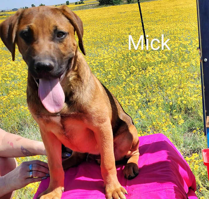 Photo of Mick