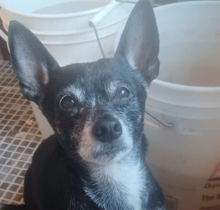 Photo of Bandit