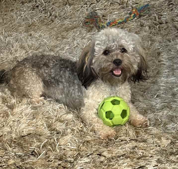 Photo of Oliver