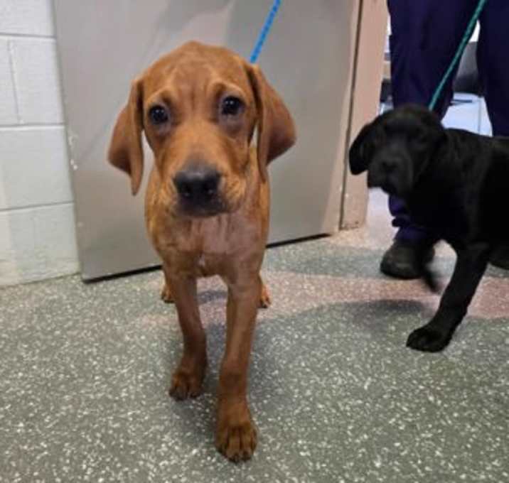 Photo of Copper