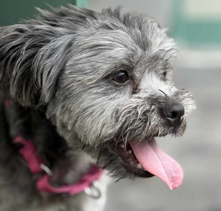 Photo of Lola