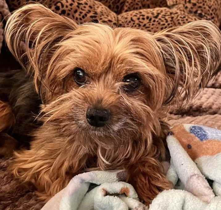 Photo of Benji