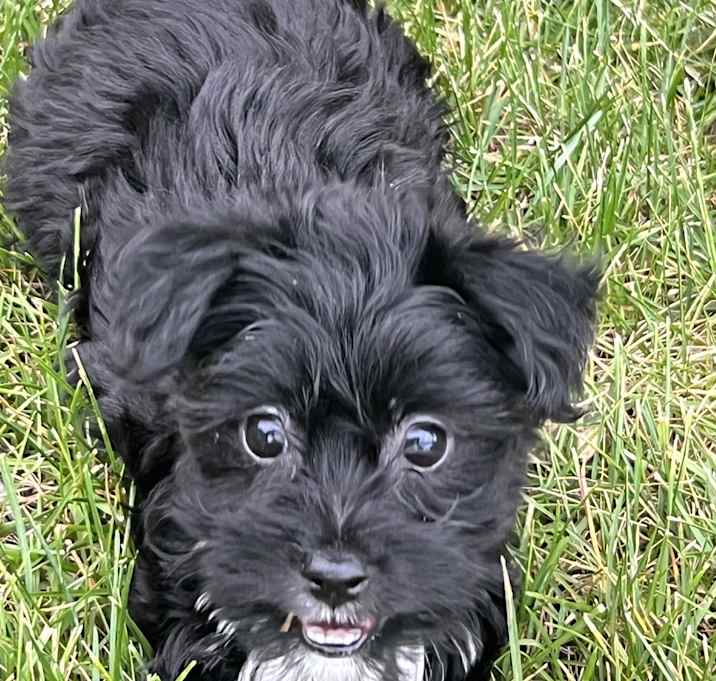 Photo of Fritter