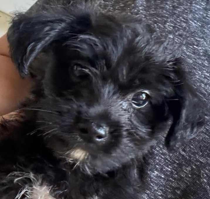 Photo of Frito