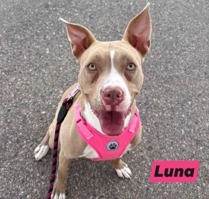 Photo of Luna