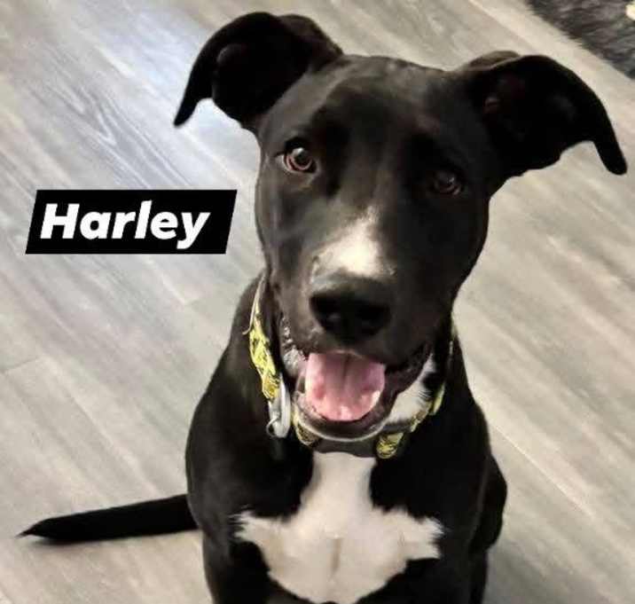 Photo of Harley