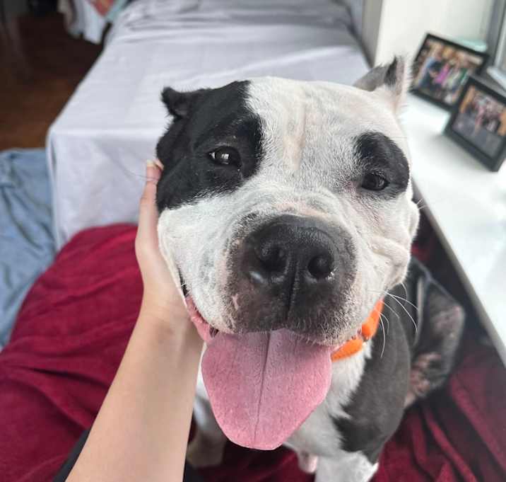 Photo of Moana- Partially Sponsored Adoption Fee!