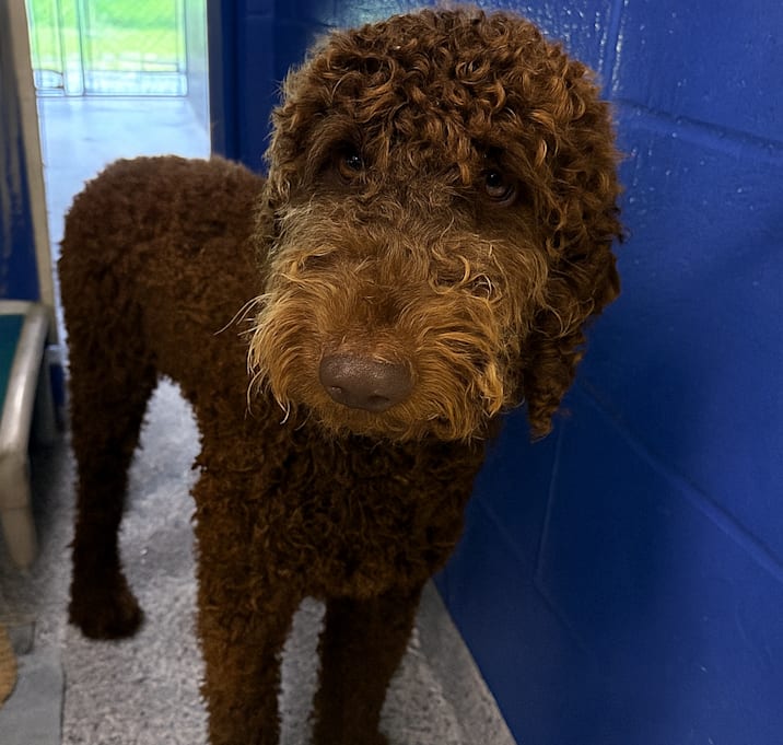 Photo of CT Louie 