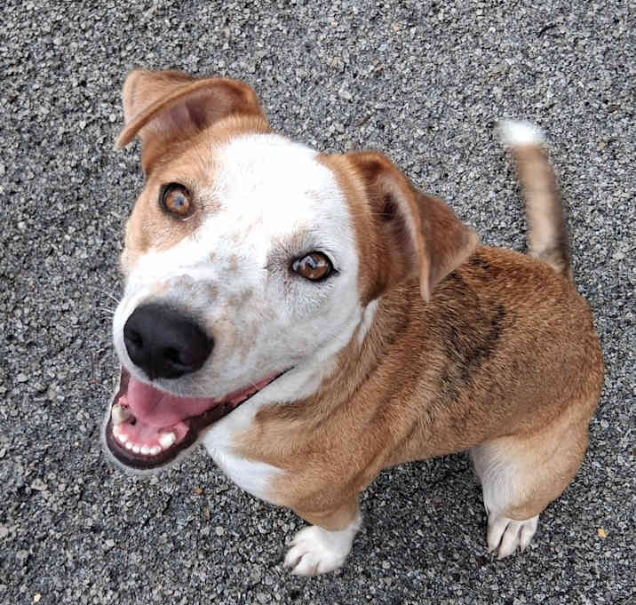 Photo of Waffle
