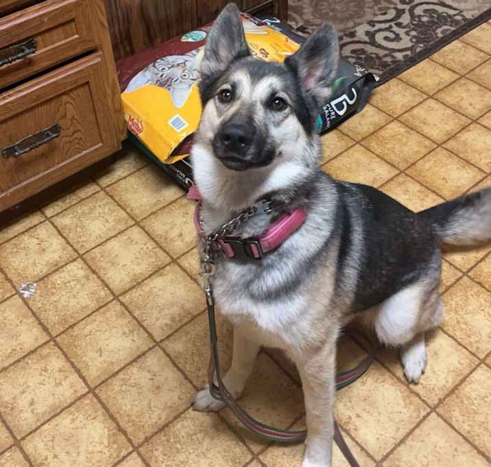Photo of Goose