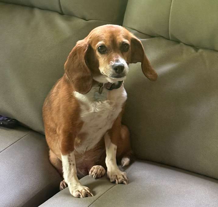 Photo of Daphne