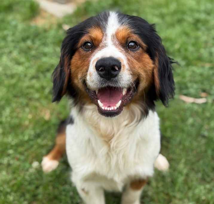 Photo of Gunner (1709 LA Prexy)