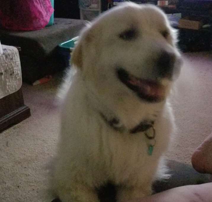 Photo of Lucky