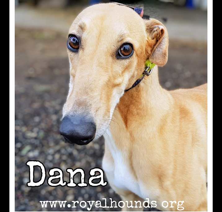 Photo of Dana