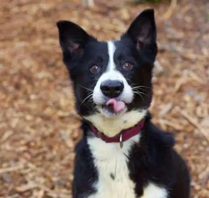 Photo of Harley