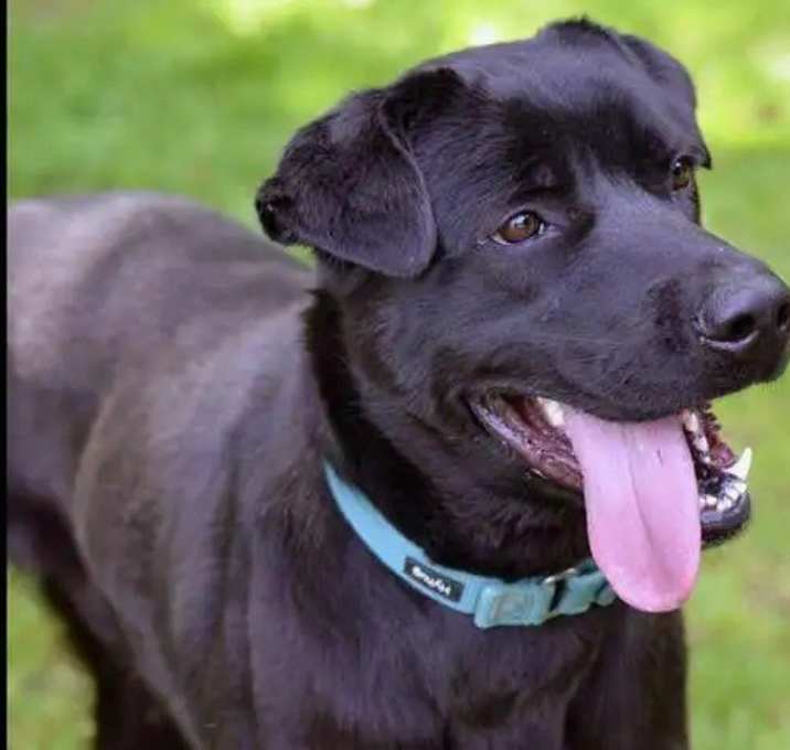 Photo of Levi
