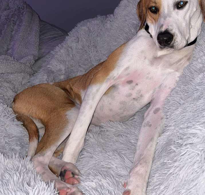 Photo of Beau