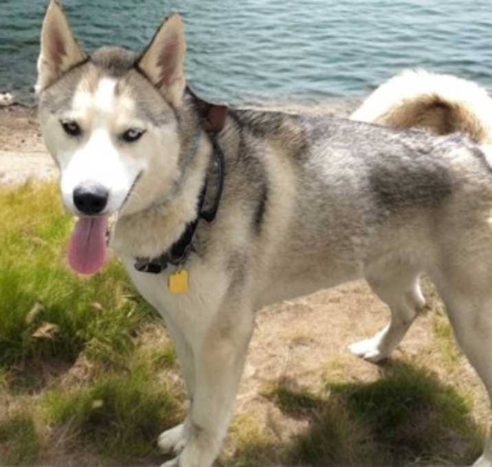 Photo of Nanook