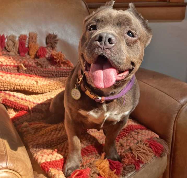 Photo of Zora - I'm a Shorty Bull