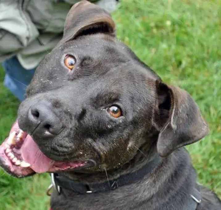 Photo of Rebel