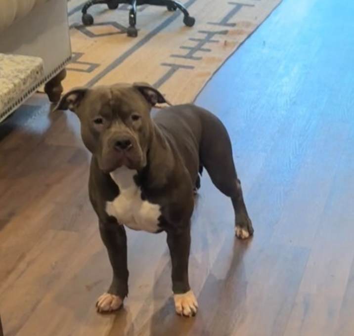 Photo of Duce