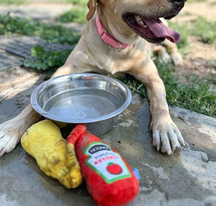 Photo of Lilly
