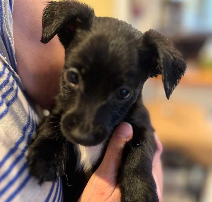 Photo of Zulu