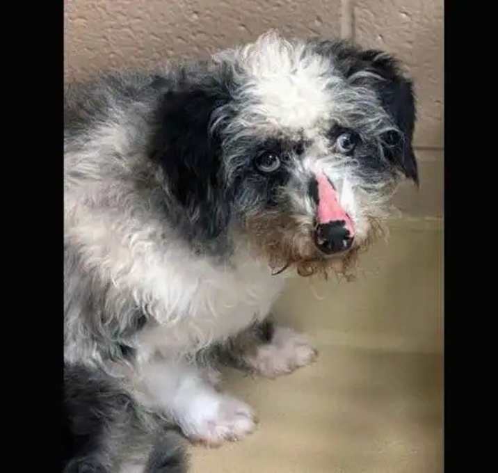 Photo of Truffle