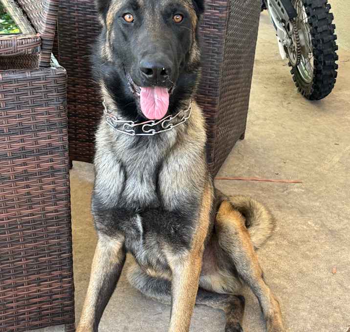 Photo of Ace