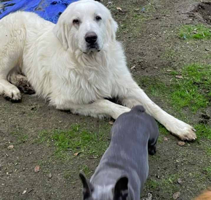 Photo of Yeti