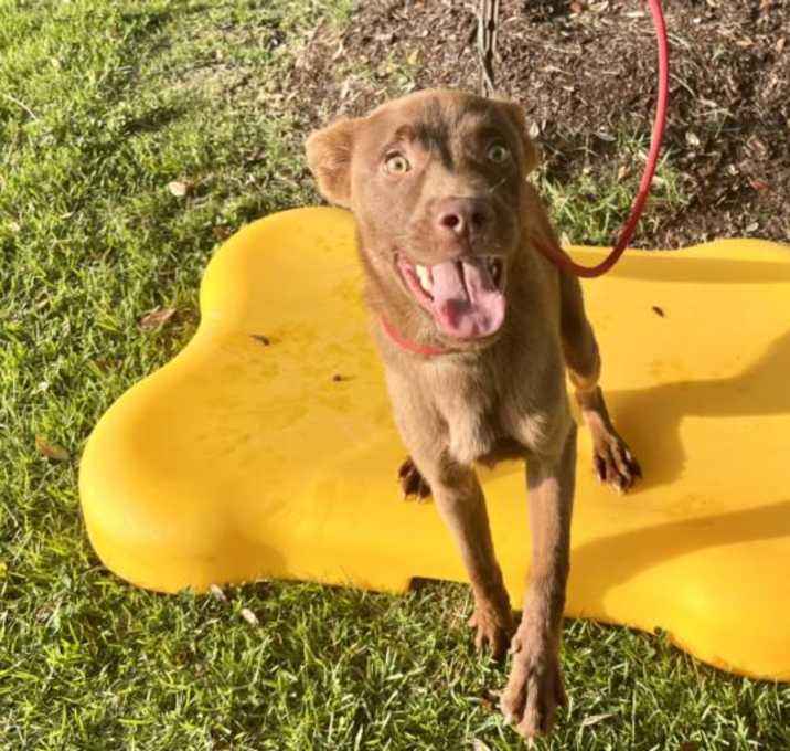 Photo of BENJI