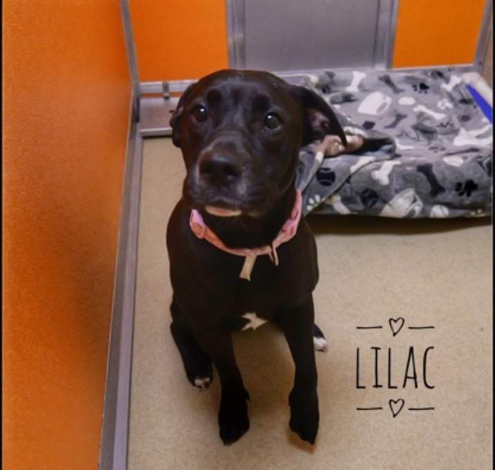Photo of Lilac