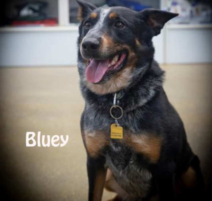 Photo of Bluey