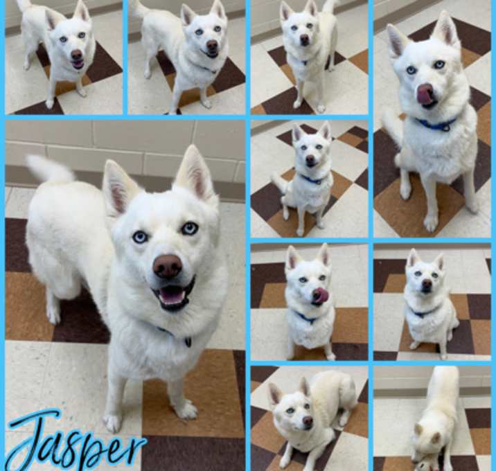 Photo of Jasper