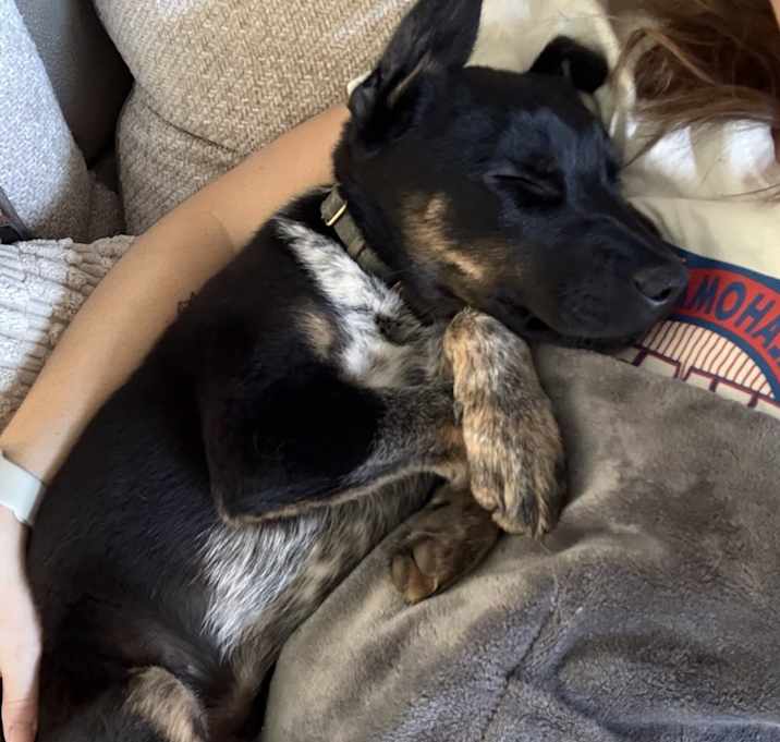 Photo of Scout