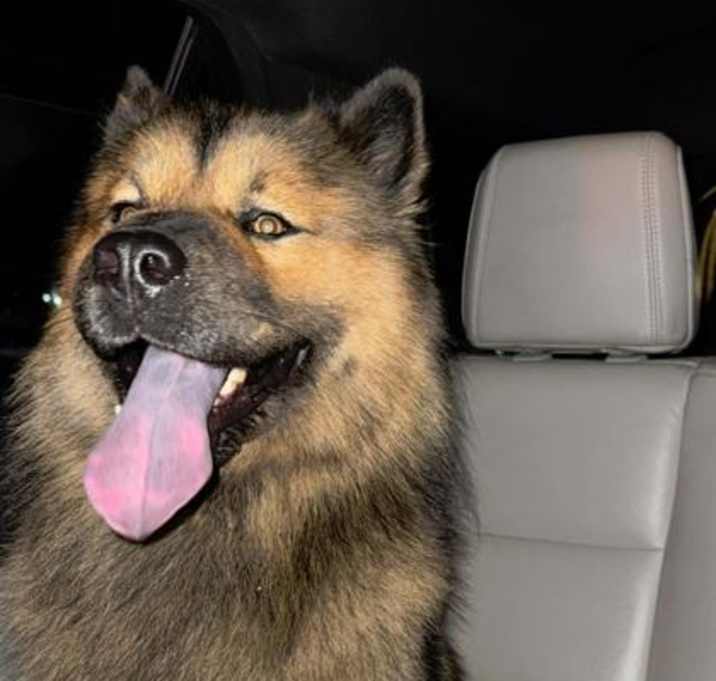 Photo of Echoo
