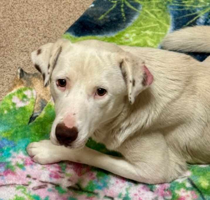 Photo of Molly- Rescue only