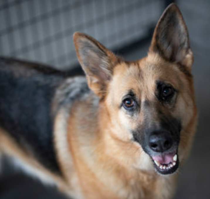 Photo of Scotch