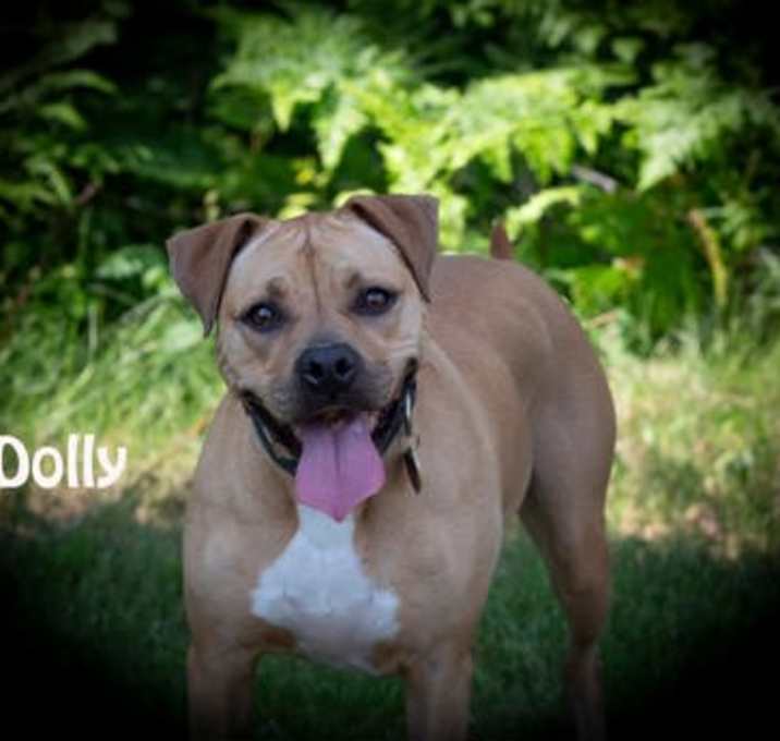 Photo of Dolly